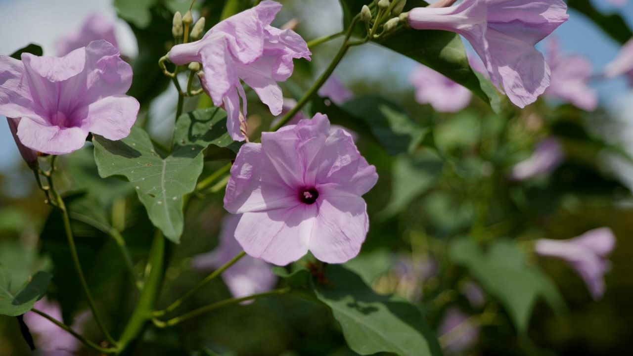 Get It Growing: Morning glory trees have beautiful flowers and foliage